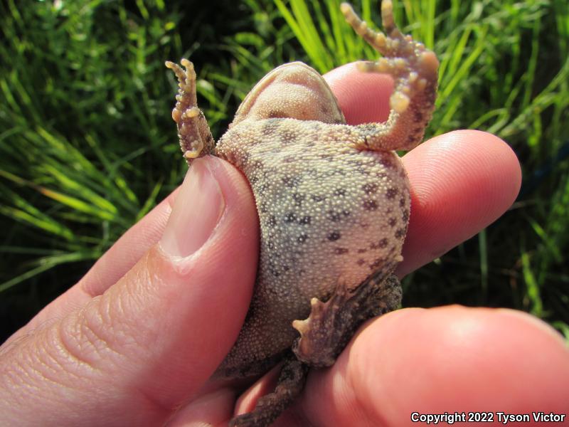 Eastern American Toad (Anaxyrus americanus americanus)