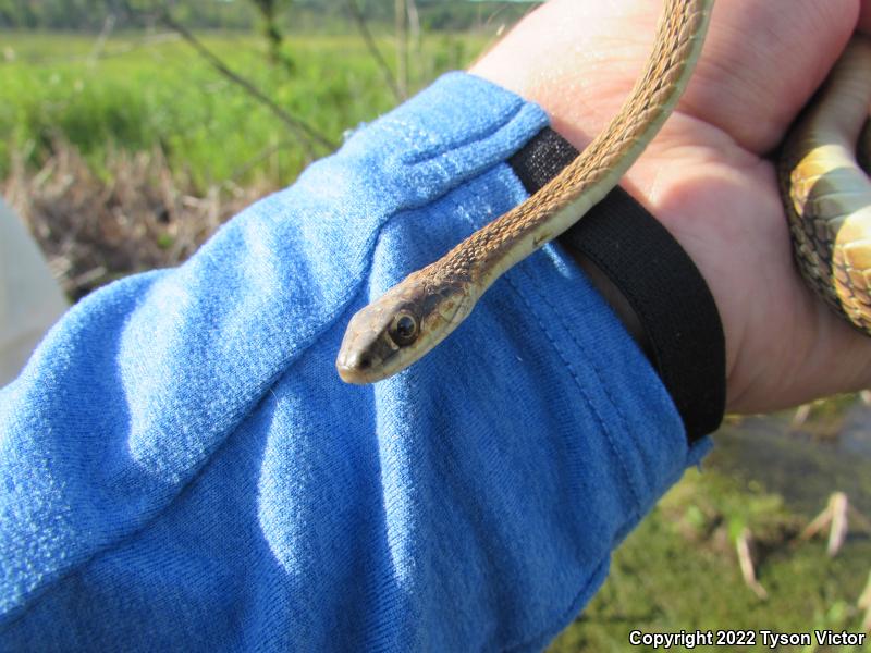 Northern Ribbonsnake (Thamnophis sauritus septentrionalis)