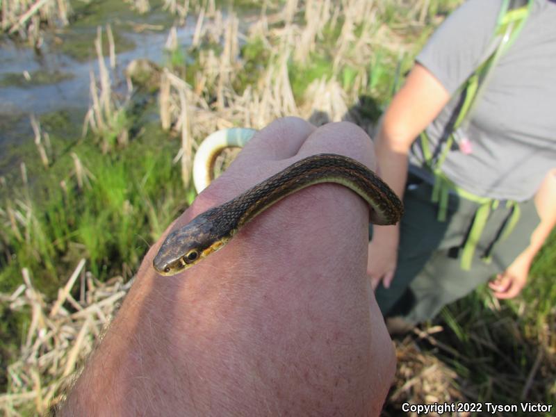 Northern Ribbonsnake (Thamnophis sauritus septentrionalis)