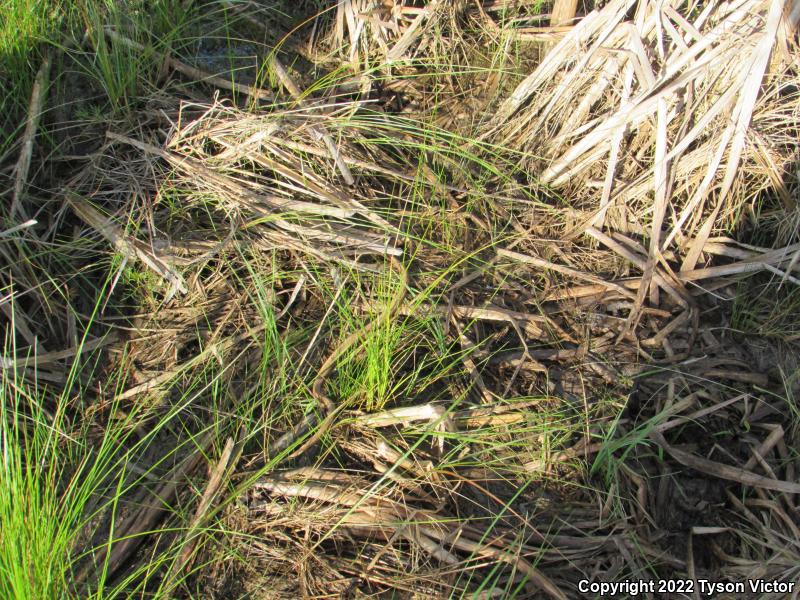 Northern Ribbonsnake (Thamnophis sauritus septentrionalis)