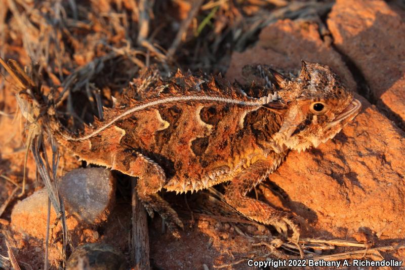 Texas Horned Lizard (Phrynosoma cornutum)