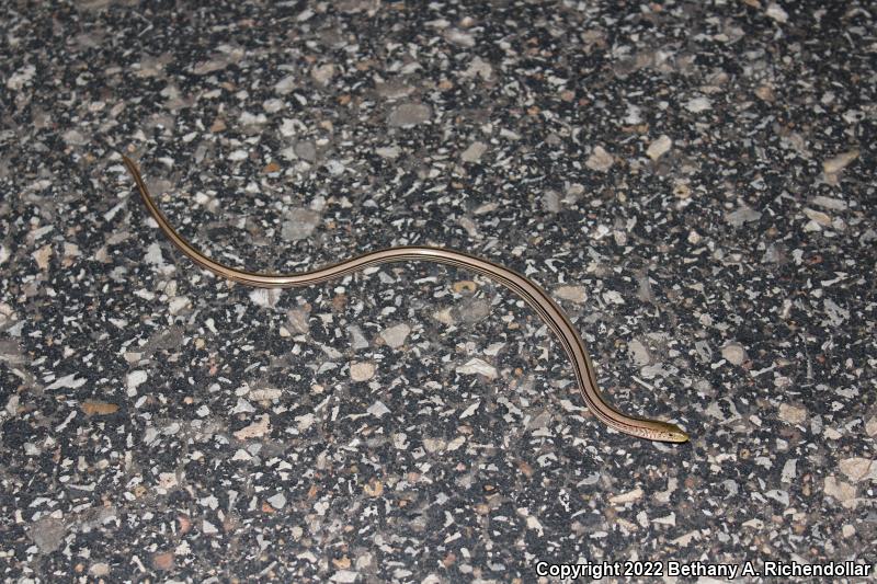 Western Slender Glass Lizard (Ophisaurus attenuatus attenuatus)