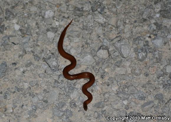 Western Smooth Earthsnake (Virginia valeriae elegans)