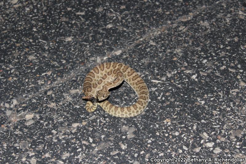 Prairie Rattlesnake (Crotalus viridis)