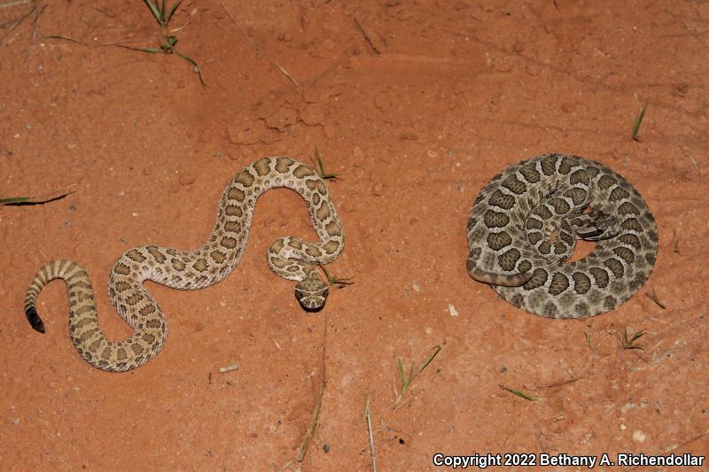 Prairie Rattlesnake (Crotalus viridis)