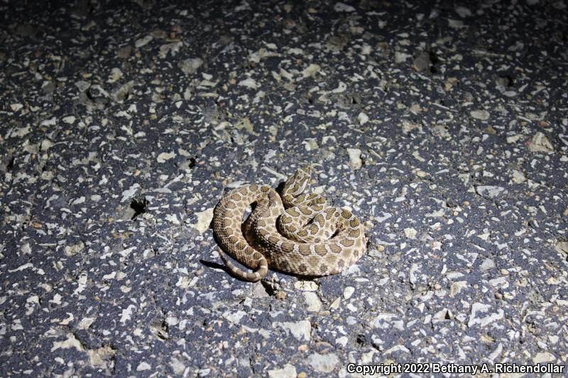 Western Massasauga (Sistrurus catenatus tergeminus)