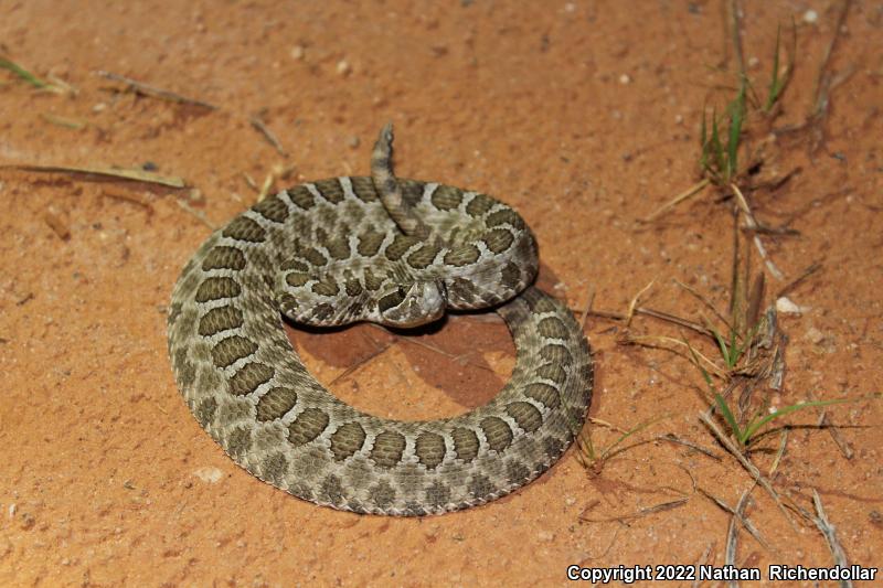 Western Massasauga (Sistrurus catenatus tergeminus)