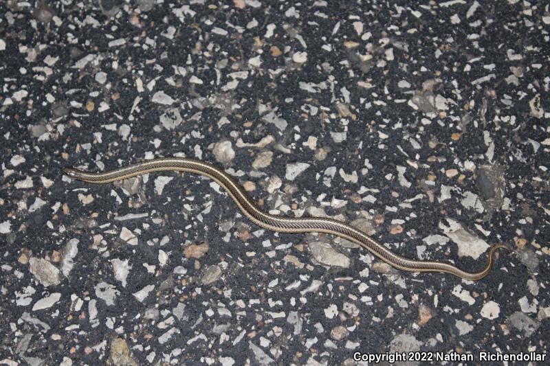 Lined Snake (Tropidoclonion lineatum)