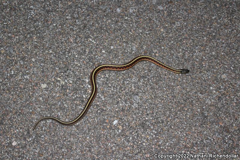 Red-sided Gartersnake (Thamnophis sirtalis parietalis)