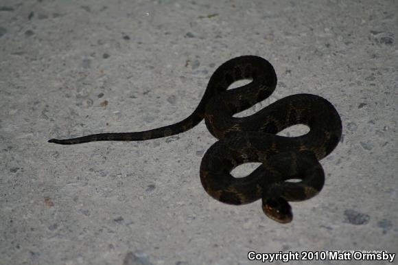 Northern Watersnake (Nerodia sipedon sipedon)