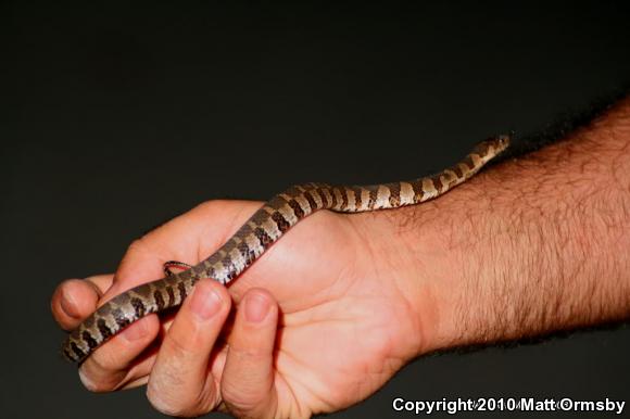 Northern Watersnake (Nerodia sipedon sipedon)