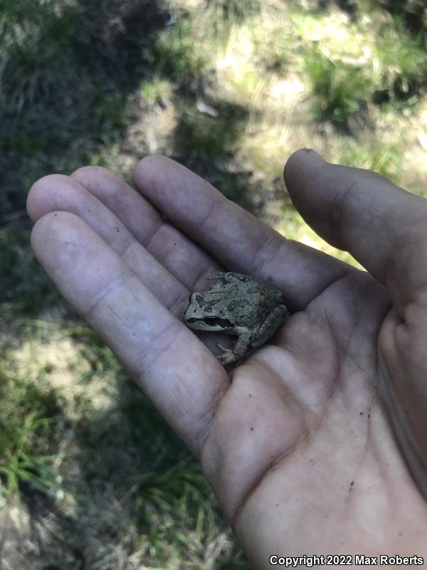 Sierran Treefrog (Pseudacris sierra)