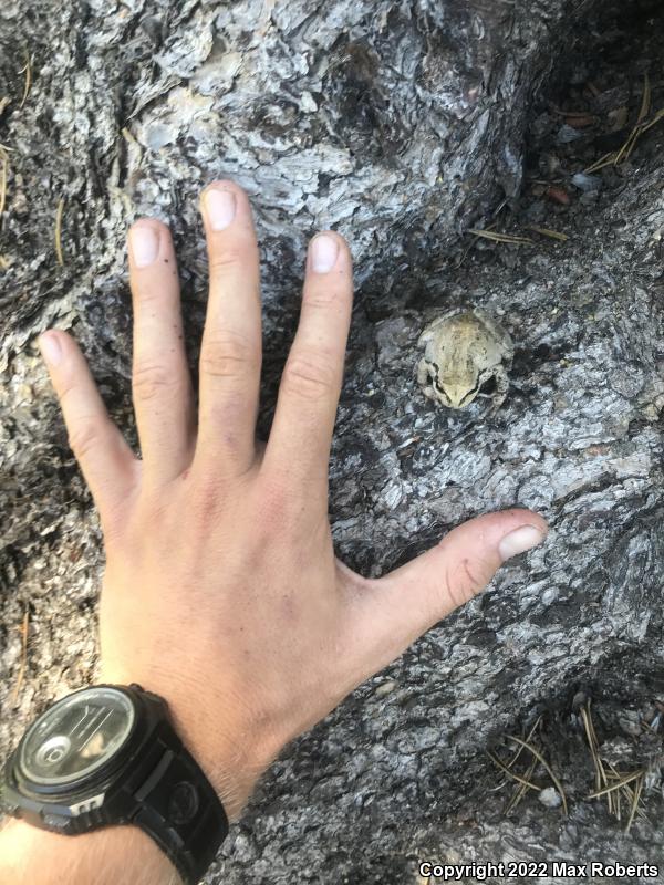 Sierran Treefrog (Pseudacris sierra)