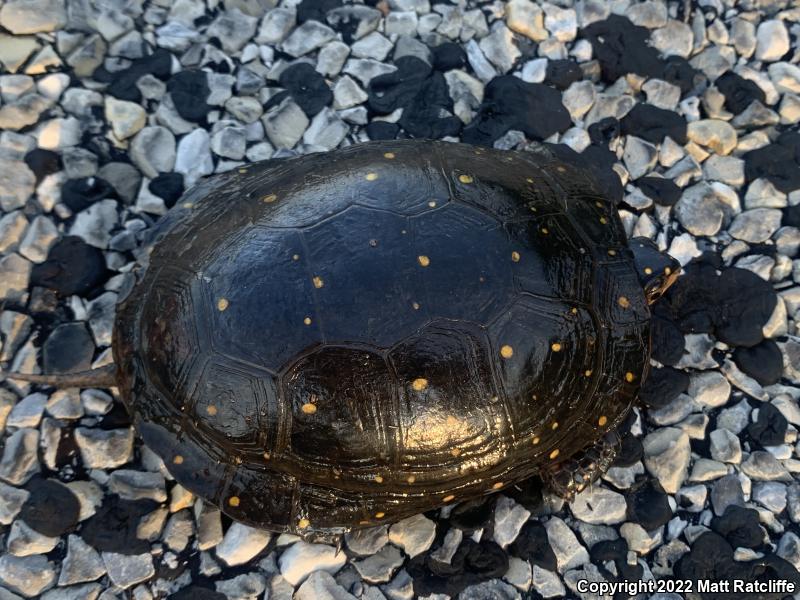 Spotted Turtle (Clemmys guttata)