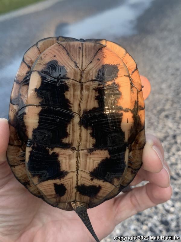 Spotted Turtle (Clemmys guttata)