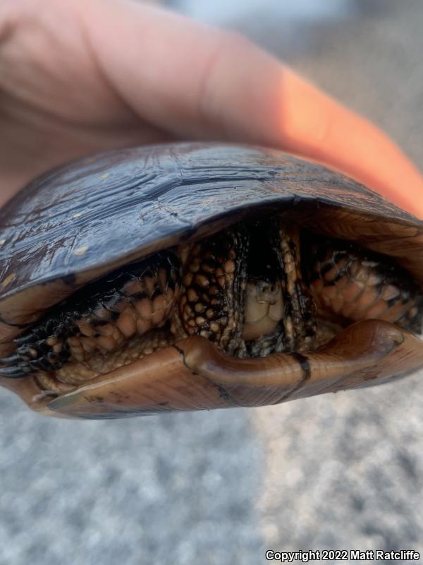 Spotted Turtle (Clemmys guttata)