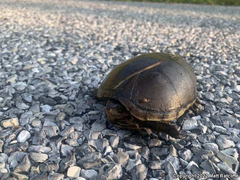 Eastern Mud Turtle (Kinosternon subrubrum subrubrum)