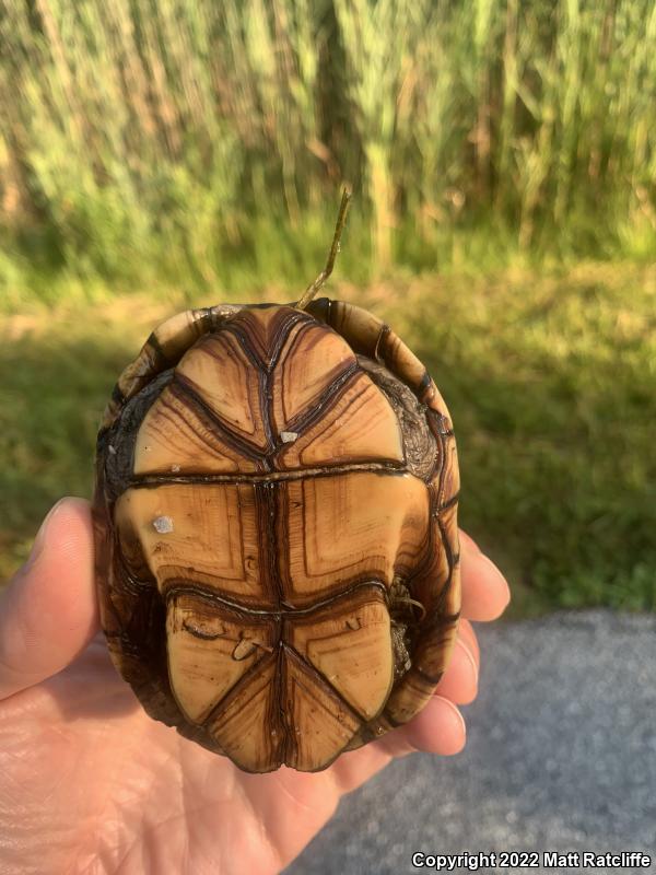 Eastern Mud Turtle (Kinosternon subrubrum subrubrum)