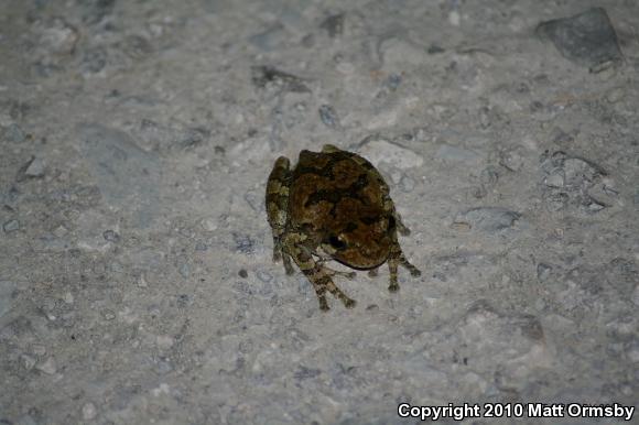 Gray Treefrog (Hyla versicolor)