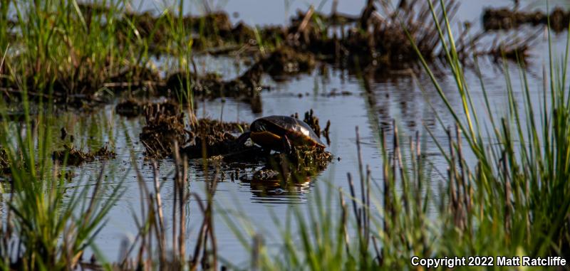 Eastern Painted Turtle (Chrysemys picta picta)