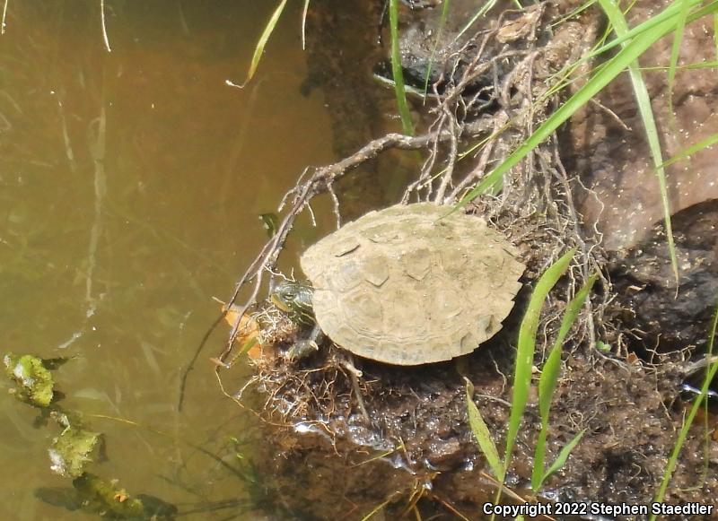 Northern Map Turtle (Graptemys geographica)