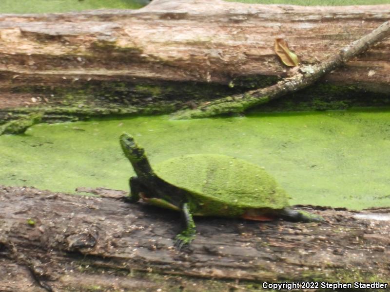 Northern Red-bellied Cooter (Pseudemys rubriventris)