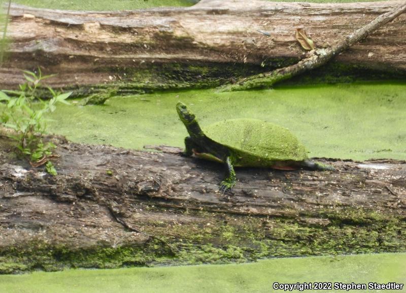 Northern Red-bellied Cooter (Pseudemys rubriventris)