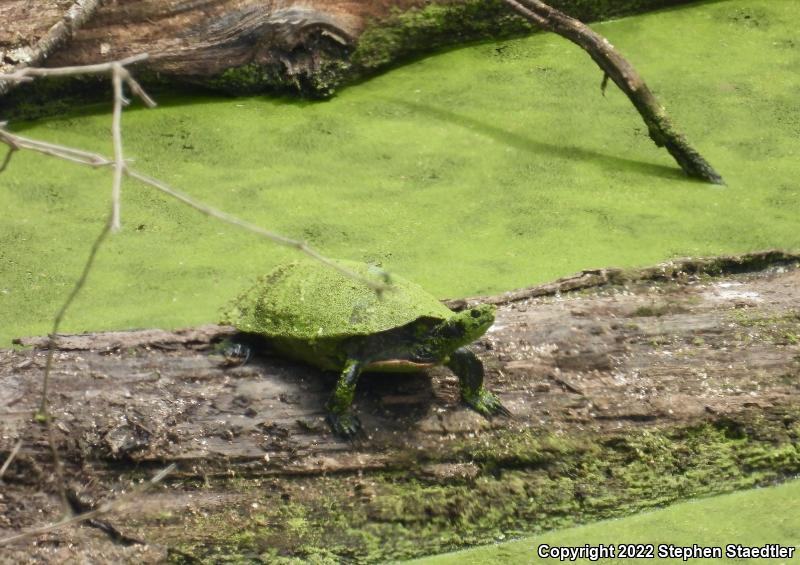 Northern Red-bellied Cooter (Pseudemys rubriventris)