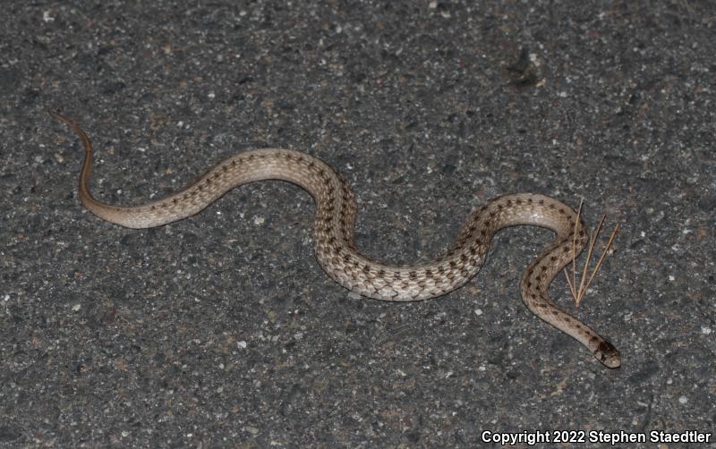 Northern Brownsnake (Storeria dekayi dekayi)