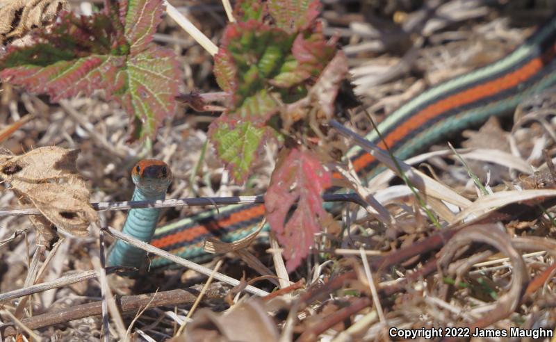 San Francisco Gartersnake (Thamnophis sirtalis tetrataenia)