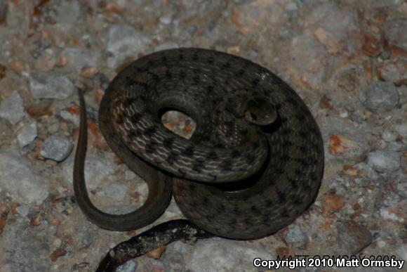 Midland Brownsnake (Storeria dekayi wrightorum)