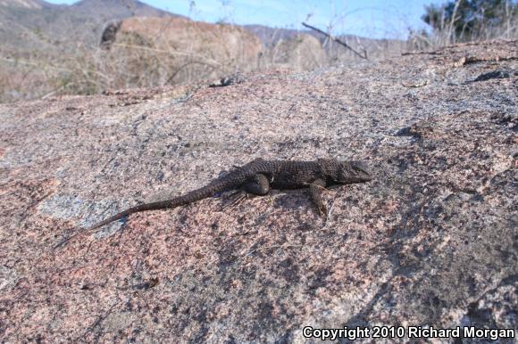 Great Basin Fence Lizard (Sceloporus occidentalis longipes)