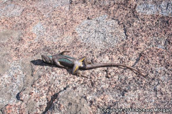 Great Basin Fence Lizard (Sceloporus occidentalis longipes)