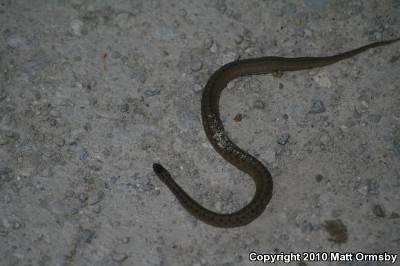 Midland Brownsnake (Storeria dekayi wrightorum)