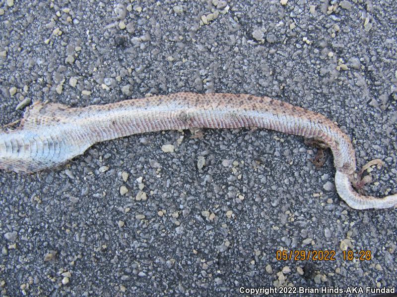 Desert Glossy Snake (Arizona elegans eburnata)