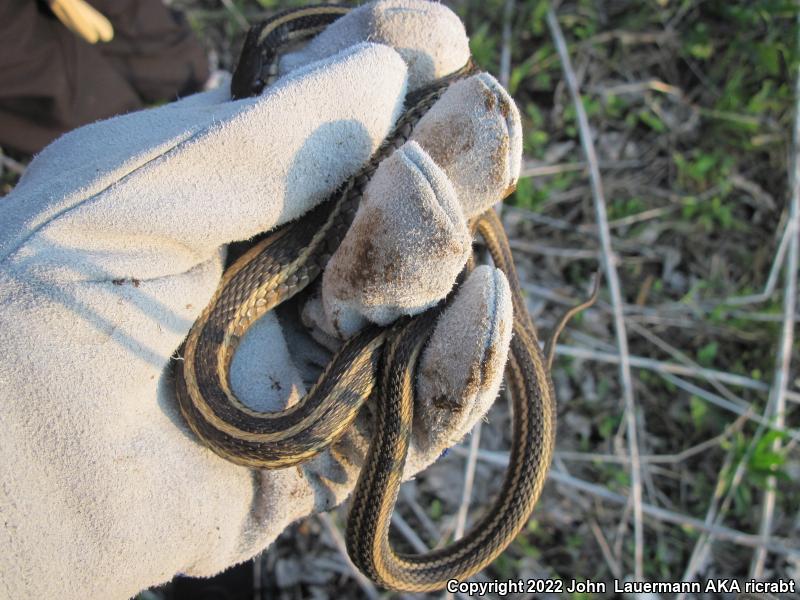 Plains Gartersnake (Thamnophis radix)