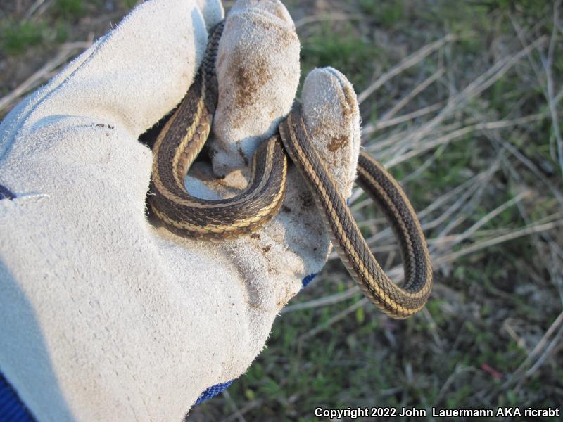 Plains Gartersnake (Thamnophis radix)