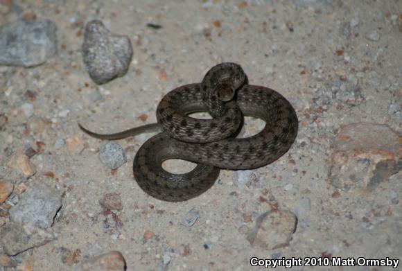 Midland Brownsnake (Storeria dekayi wrightorum)