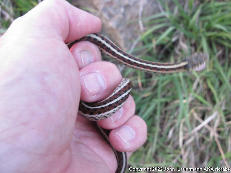 Red-sided Gartersnake (Thamnophis sirtalis parietalis)