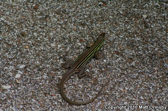 Prairie Racerunner (Aspidoscelis sexlineata viridis)