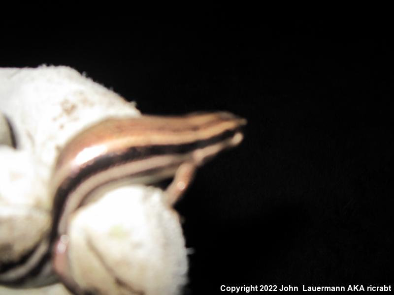 Northern Prairie Skink (Plestiodon septentrionalis)