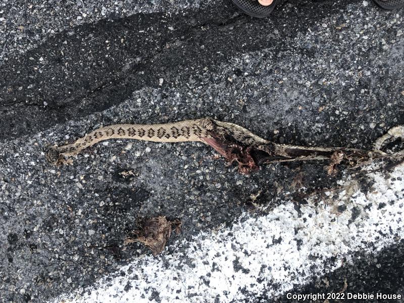 Great Basin Rattlesnake (Crotalus oreganus lutosus)