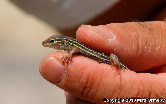 Prairie Racerunner (Aspidoscelis sexlineata viridis)