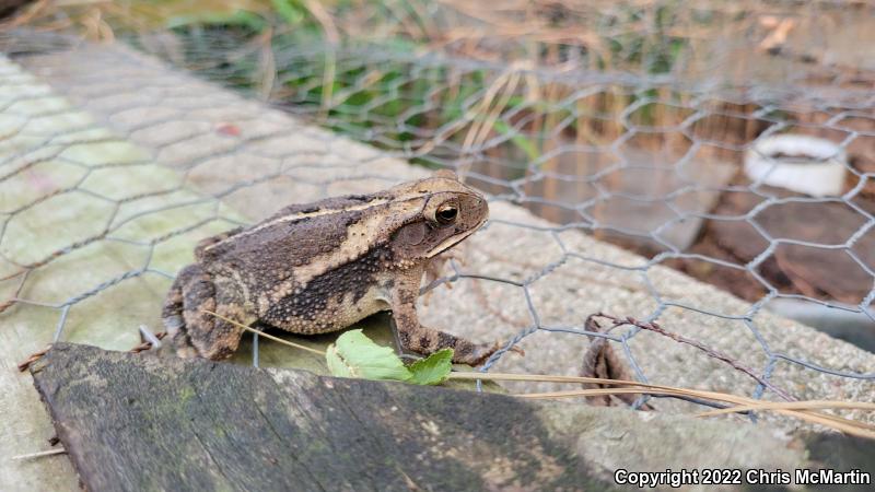 Gulf Coast Toad (Ollotis nebulifer)