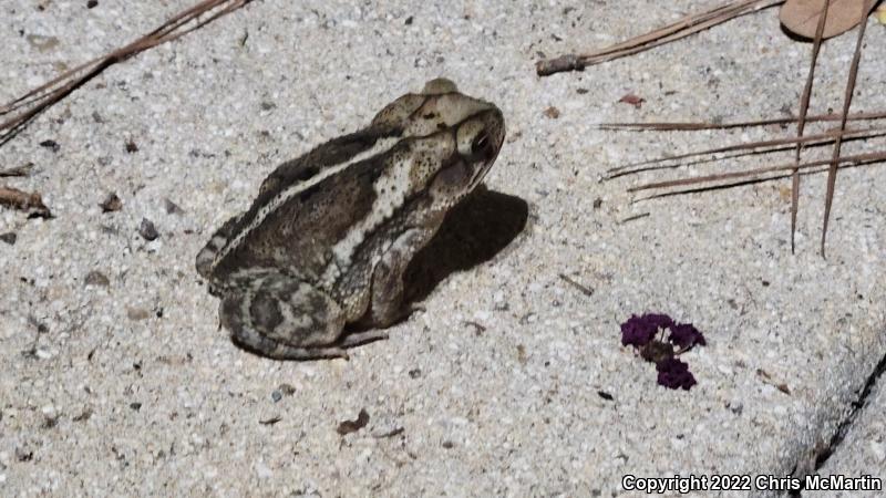 Gulf Coast Toad (Ollotis nebulifer)