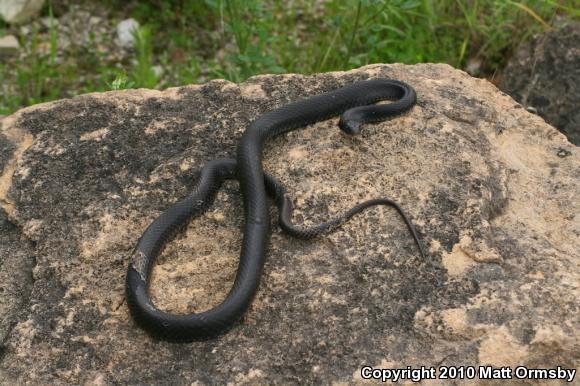 Eastern Yellow-bellied Racer (Coluber constrictor flaviventris)