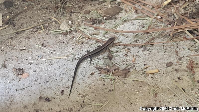 Little Brown Skink (Scincella lateralis)