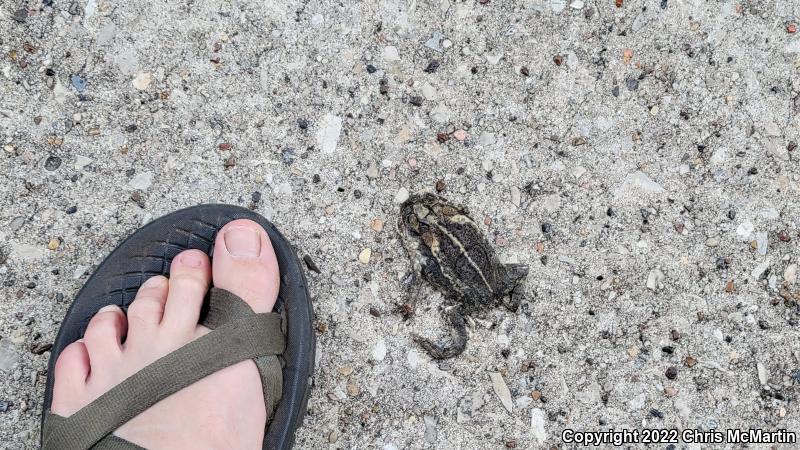 Gulf Coast Toad (Ollotis nebulifer)