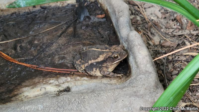 Gulf Coast Toad (Ollotis nebulifer)