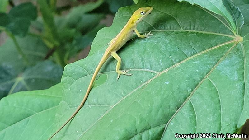 Northern Green Anole (Anolis carolinensis carolinensis)